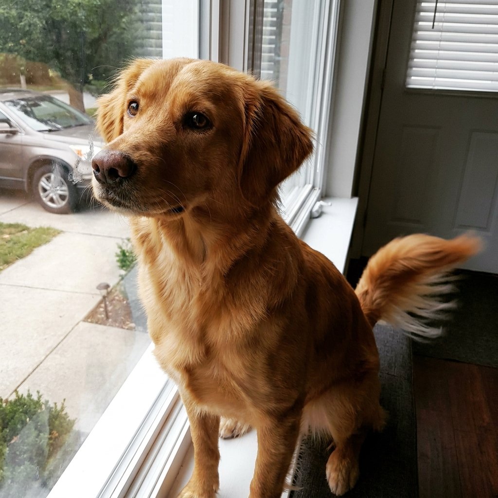 Dog Reaction to Car Ride Ideas