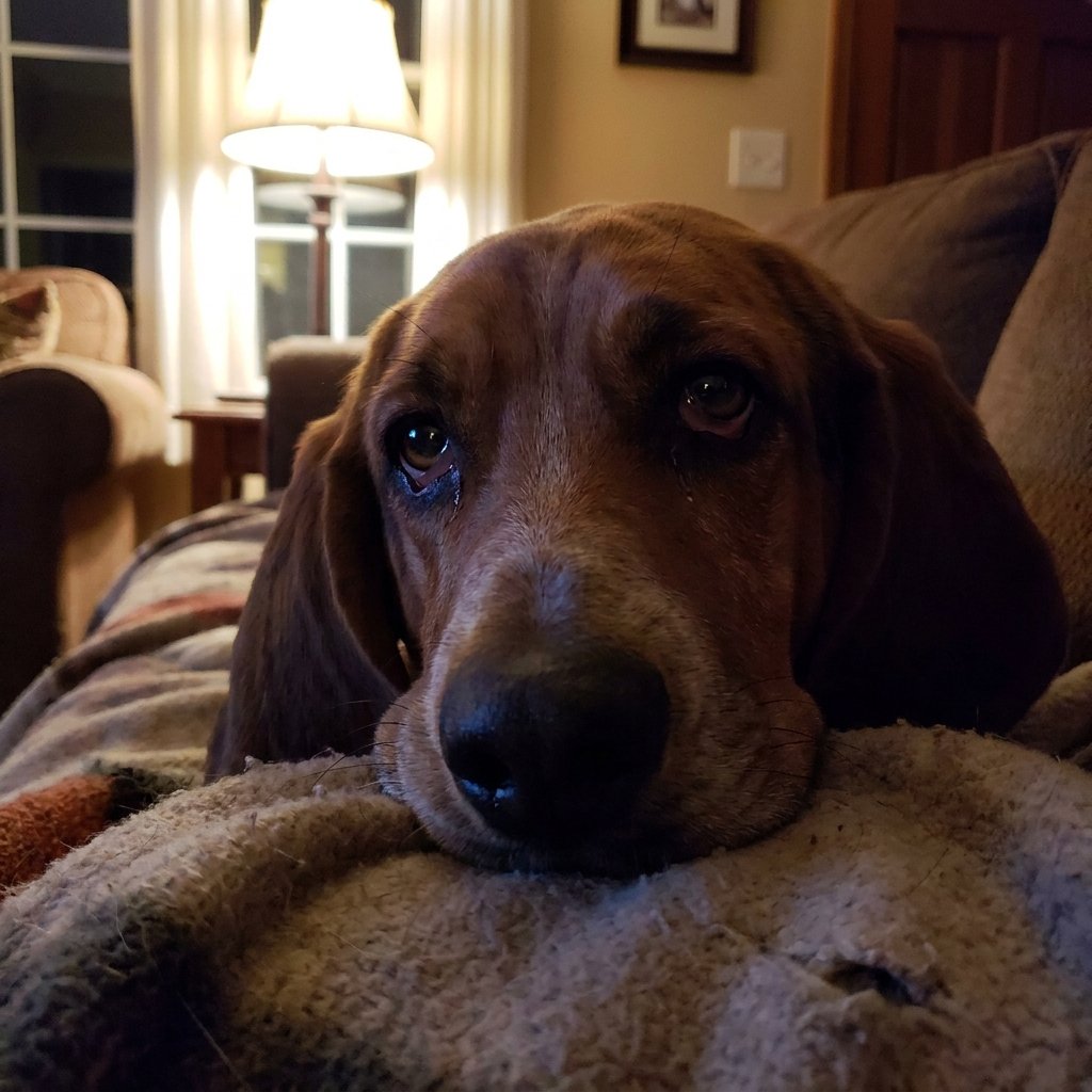 Heartbroken Puppy Look Idea